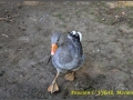 mini-zoo-penzion-u-vyletu-2