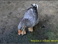mini-zoo-penzion-u-vyletu-3