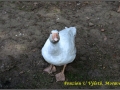 mini-zoo-penzion-u-vyletu-4